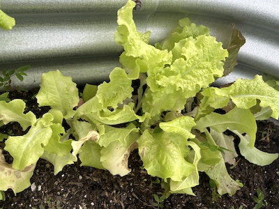 Lettuce growing in garden