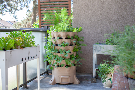 How to Start a Balcony Garden for Beginners