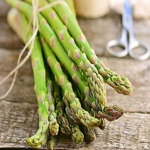 Jersey-Knight 10 Live Asparagus Bare Root Plants -2yr-Crowns from Hand Picked Nursery