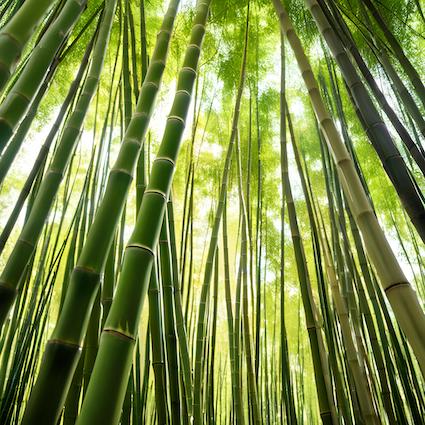 Bamboo forest