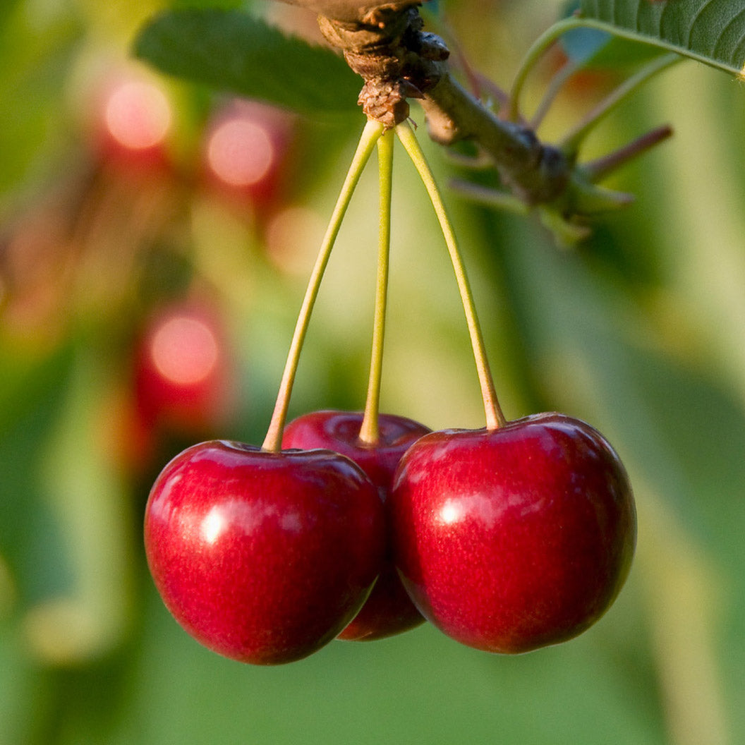 North Star Cherry Tree