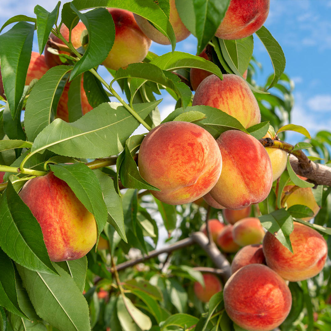 Reliance peach tree