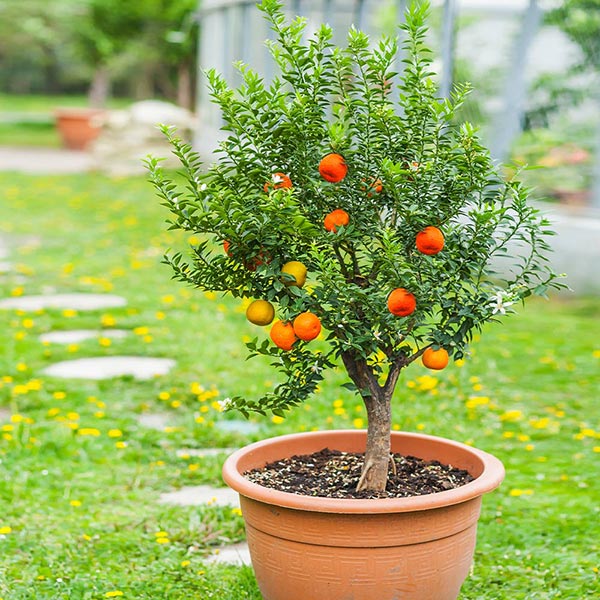 Pixie mandarin tree