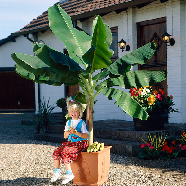 Cavendish banana tree