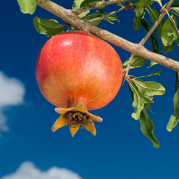 Wonderful pomegranate tree