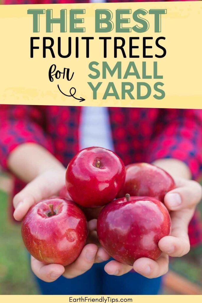 Picture of person holding apples in their hands with text overlay The Best Fruit Trees for Small Yards