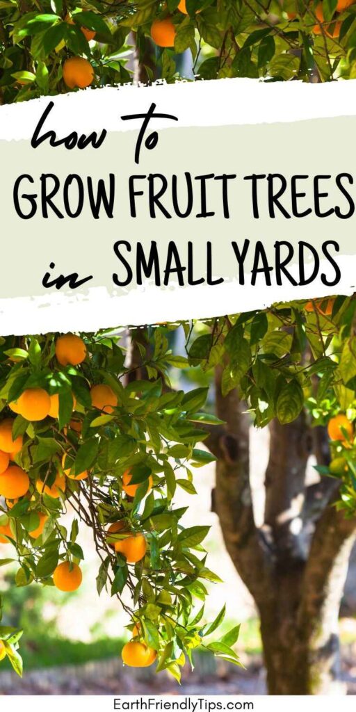 Picture of fruit tree laden with ripe oranges with text overlay How to Grow Fruit Trees in Small Yards