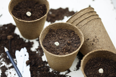 Seeds in biodegradable seed starting pots