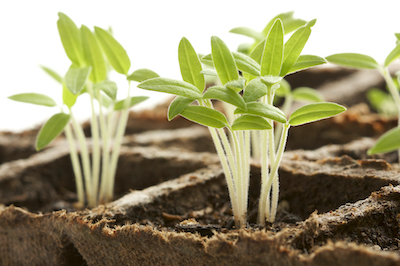 Sprouting plants in biodegradable seed starting pots with white background