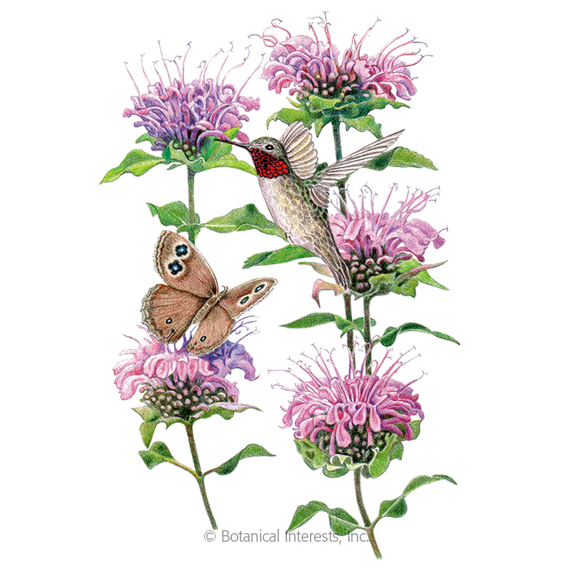 Wild Bergamot