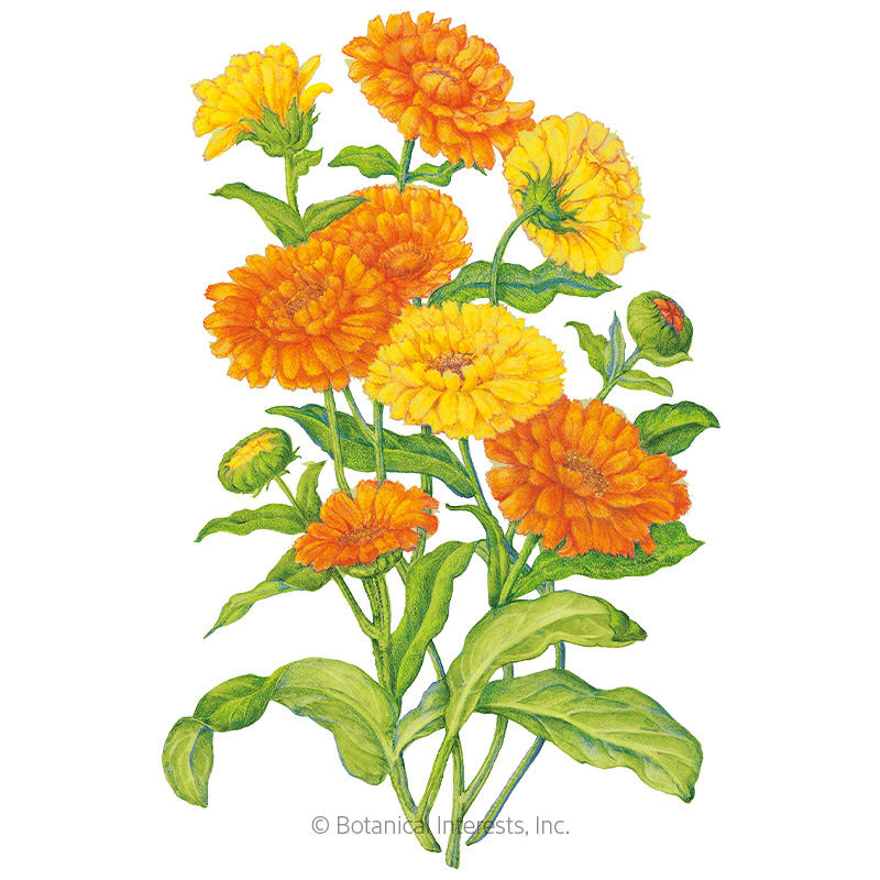 Calendula Pacific Beauty