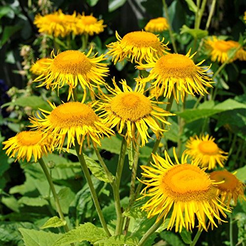 Elecampane Seeds (Inula helenium) Packet of 40 Seeds