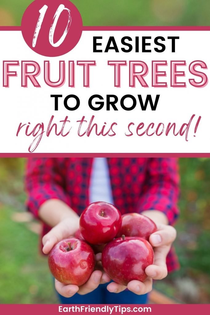 Picture of person holding out apples with text overlay 10 Easiest Fruit Trees to Grow Right This Second