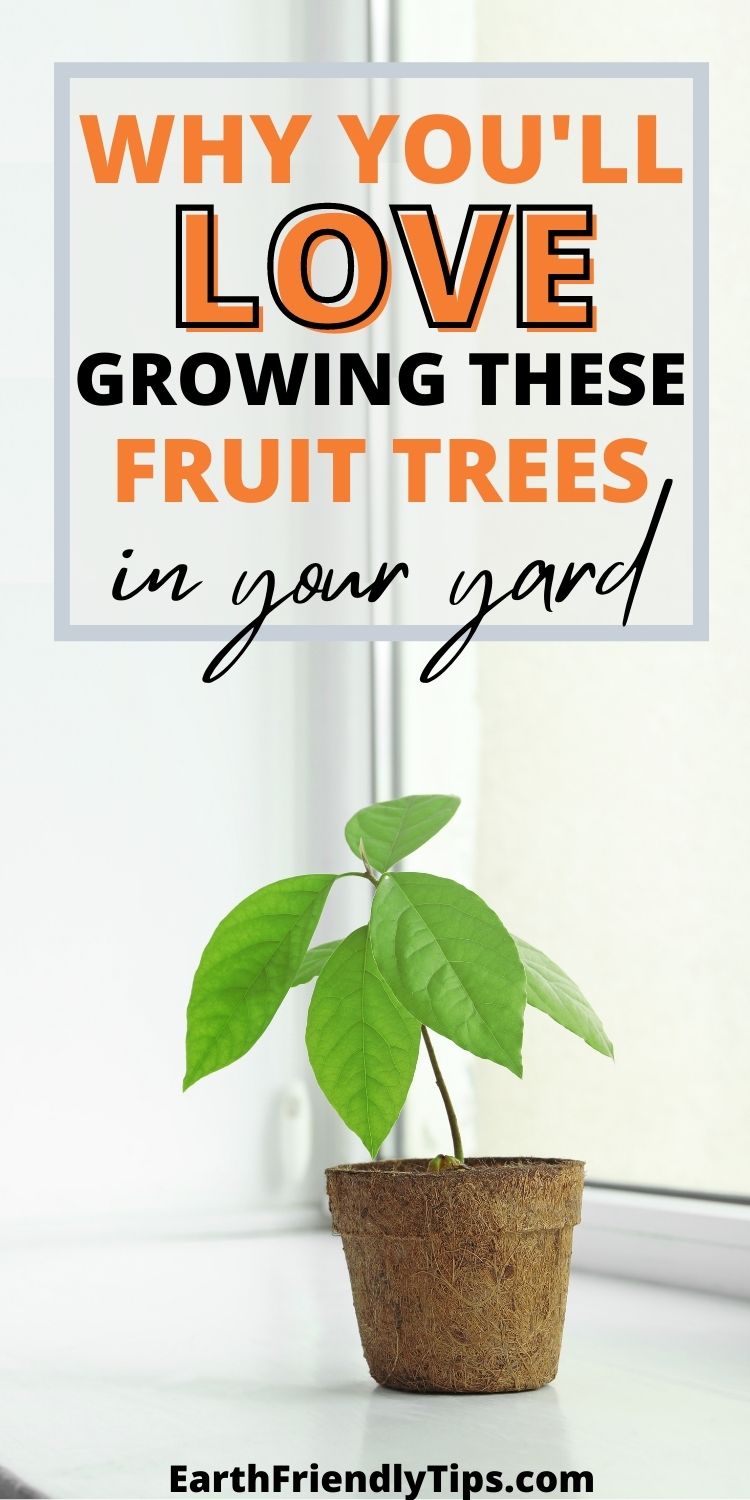 Picture of avocado sapling growing in pot on windowsill with text overlay Why You'll Love Growing These Fruit Trees in Your Yard