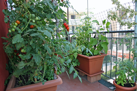 Vegetable plants growing on balcony garden