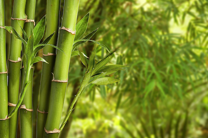 Close up picture of bamboo