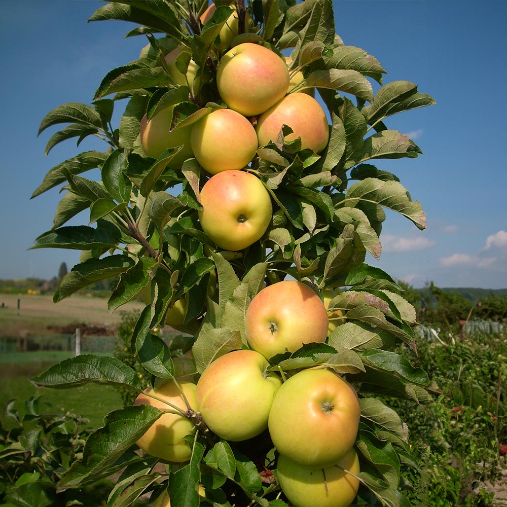 Blushing Delight columnar apple tree