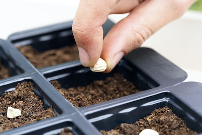 When to Start Seeds Indoors for a Flourishing Garden